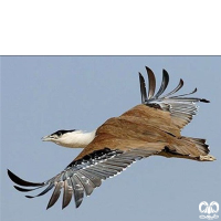 گونه زنگوله‌ بال Little Bustard